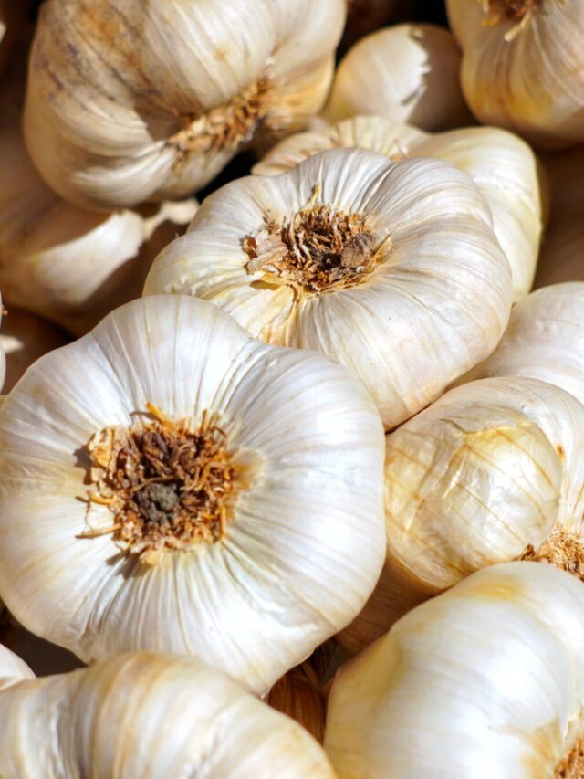 garlic-4461533