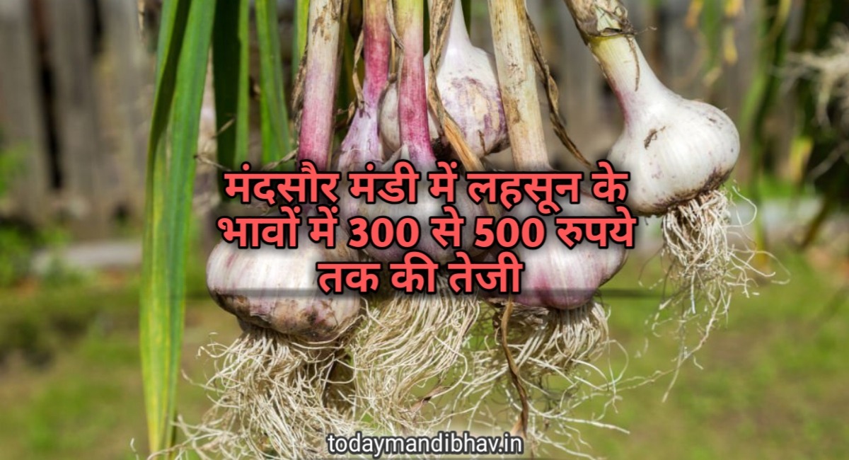 Mandsaur Mandi : आज के लहसुन के लेटेस्ट भाव, कल के मुकाबले 300 से 500 रुपये की तेजी।