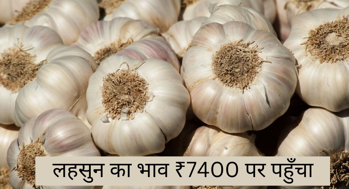 होली पर किसानों को हुआ सबसे बड़ा फायदा, लहसुन के भाव में बंपर तेजी के साथ ₹7400 रहा भाव
