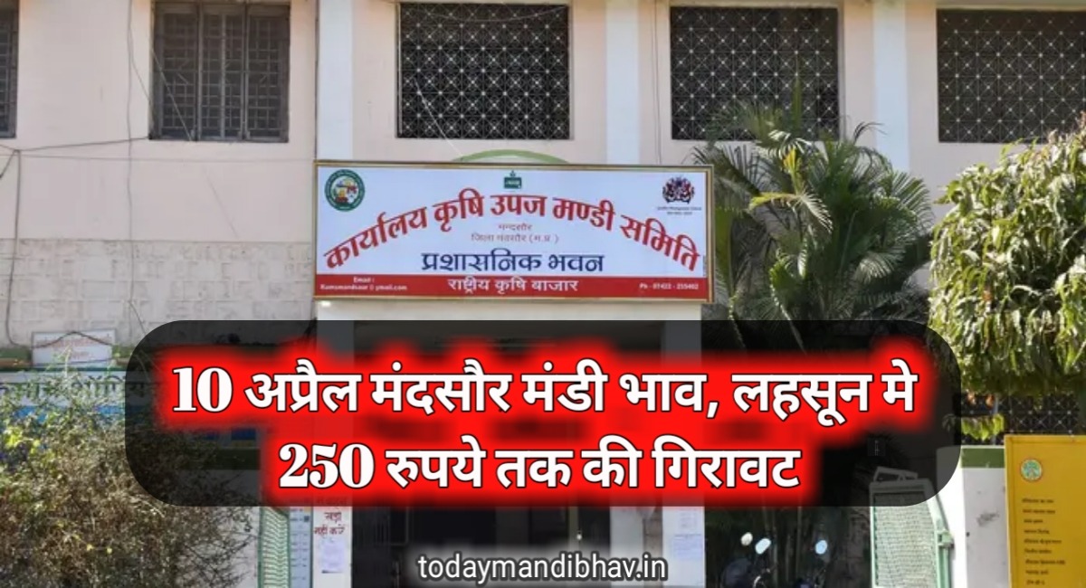 Mandsaur Mandi Bhav : 10 अप्रैल मंदसौर मंडी भाव, लहसुन में 250 रुपये तक की गिरावट