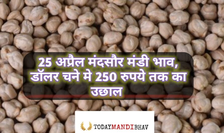 Mandsaur Mandi Bhav : 25 अप्रैल मंदसौर मंडी भाव, डॉलर चने में 250 रुपये का उछाल