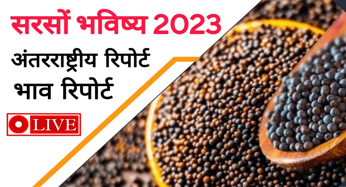 Sarso Bhav 2023: सरसों के भाव में आज आया 250 रूपए प्रति क्विंटल का उछाल, देखिए सरसों का भविष्य 2023