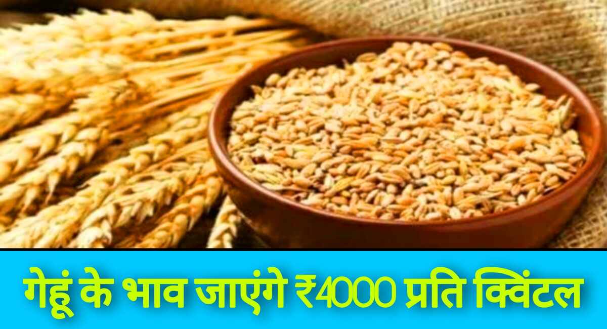 Wheat Mandi Bhav: आसमान की ओर बढ़ते जा रहे गेहूं के भाव, गेहूं में आज आया 200 रूपए प्रति क्विंटल का उछाल