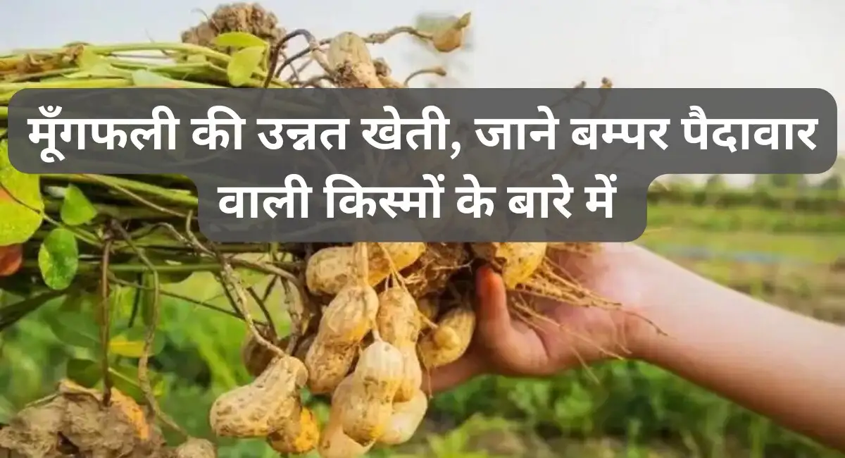 Mungfali Crop: मूँगफली की उन्नत खेती, बुवाई करने से पहले किसान जान ले ये कुछ बातें