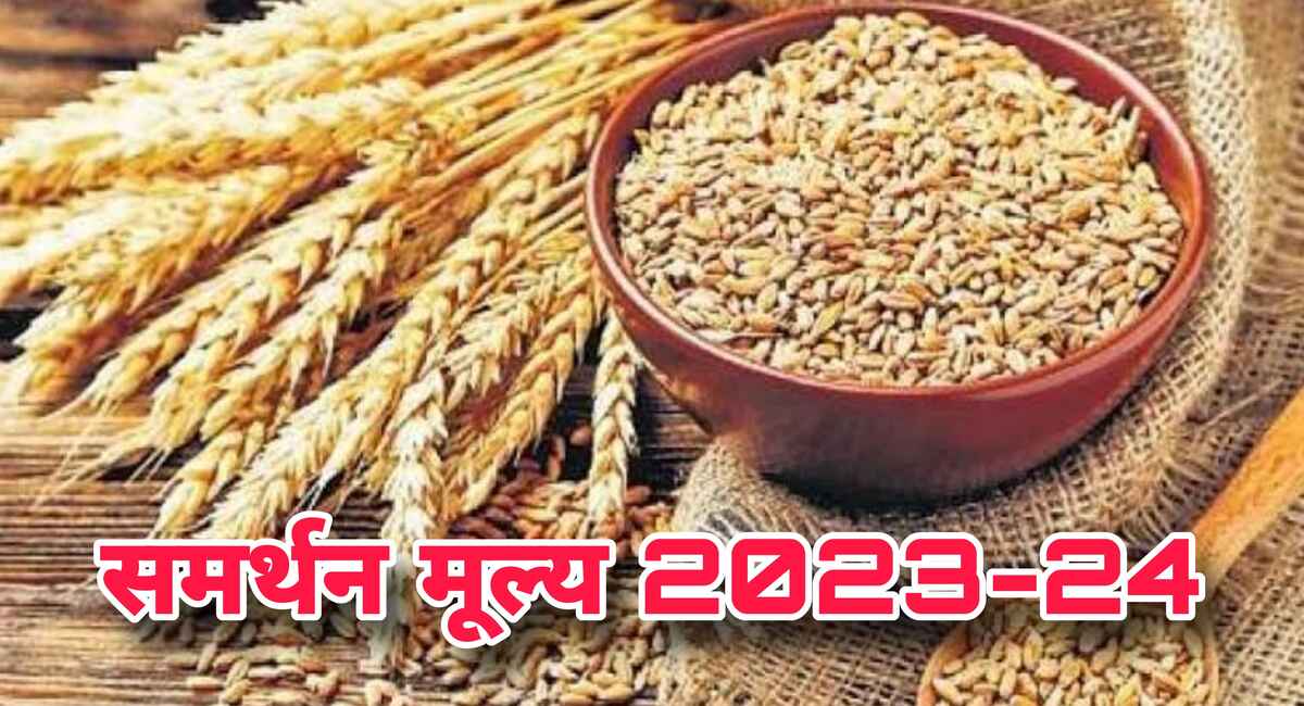 Wheat MSP 2023: किसानों की हुई मौज, दिवाली पर केंद्र सरकार ने बढ़ाया गेहूं का समर्थन मूल्य,यह होंगा नया दाम 